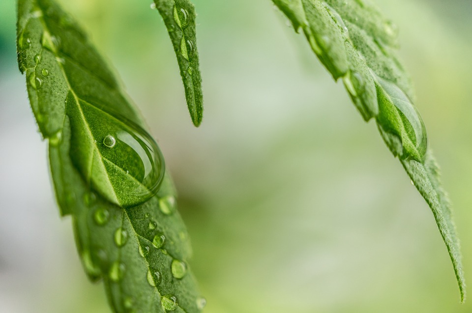 Medicinsk cannabis kan lindre smerter